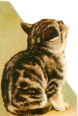cat-lb
